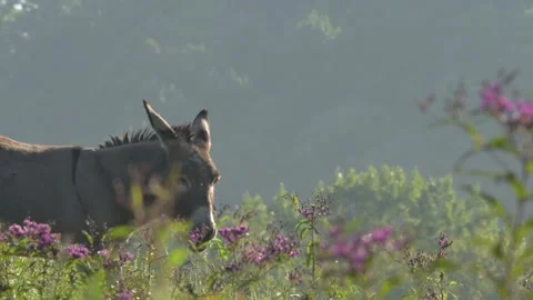 Burro Grazing Along a Ridge in Backlight Stock Footage 282914061