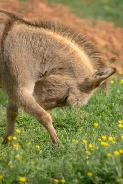 Burro hiding face 스톡 사진