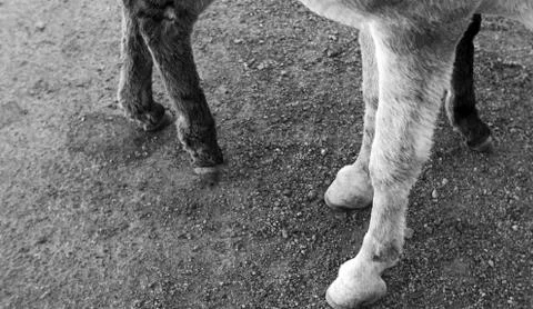 BURRO LEGS Stock Photos