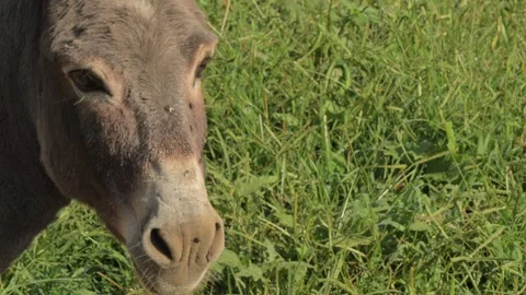 Burro Turning Head Close Up Stock Footage 282914554