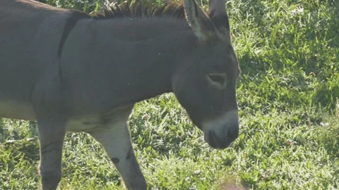 Burro Walking Backlit Down a Hill Stock Footage 282915132