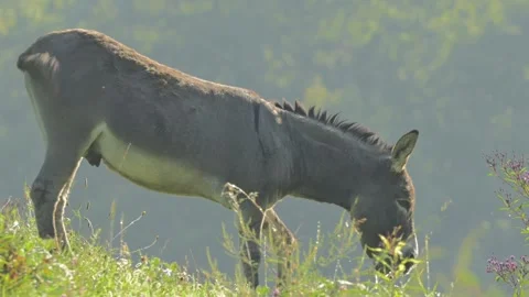 Burro Walking Down Ridge Stock Footage 282914820