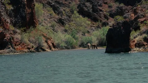 Burros or donkeys in the desert next to a lake with glistening water and cli Stock Footage 241498853