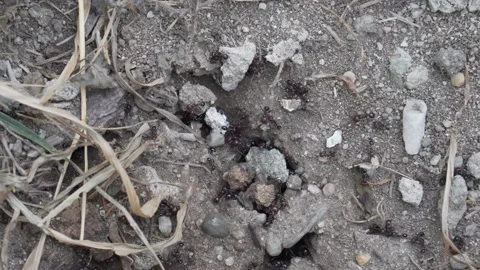 Burrow Of Ants In The Ground Stock Footage 177500390