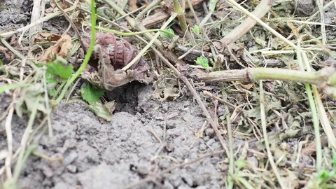 The burrow of Buff-tailed bumblebee in the ground Stock-Footage 114630258