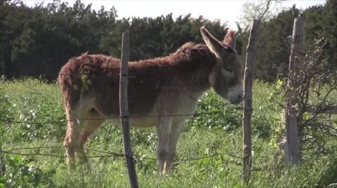 Burrow or Donkey standing Stock Footage 48983894