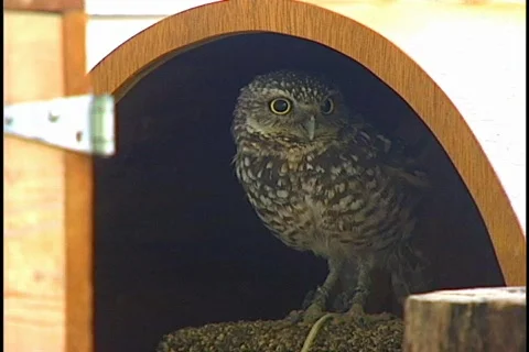 Burrow Owl Winks Slyly Bird of Prey Stock Footage