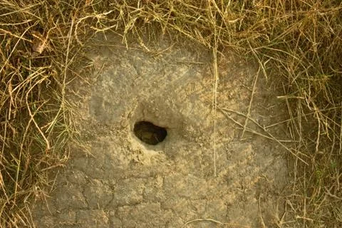Burrow Stock Photos