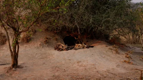Burrow With Two Sleeping Hyena Cubs Stock Footage 234136995