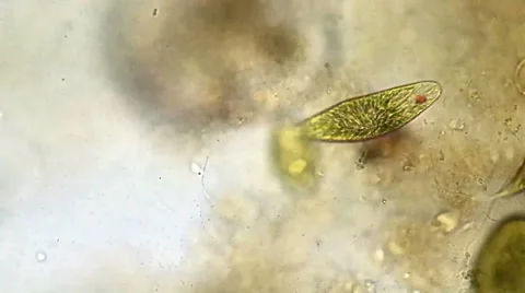 Burrowing Euglena Video stock 39961203