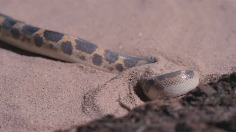 Burrowing kenyan sand boa in the desert close up Stock Footage 170943346
