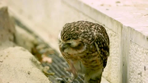 Burrowing owl (Athene cunicularia) Stock Footage 204990804
