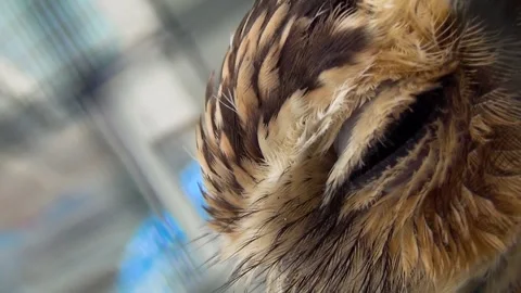 Burrowing owl (Athene cunicularia) Stock Footage 283010137