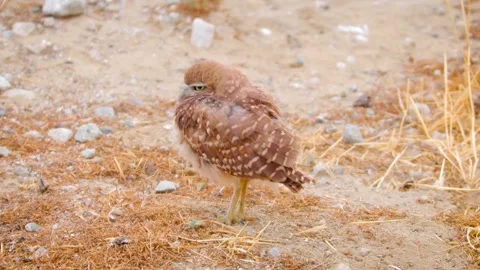 Burrowing Owl from Behind in Arid Ground Habitat Stock Footage 301075173
