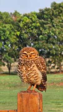 Burrowing Owl in Bonito  MS Stock Photos