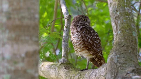 BURROWING OWL ON BRANCH TREE 스톡 동영상 250391120