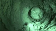 Burrowing Owl In Burrow Stock Footage