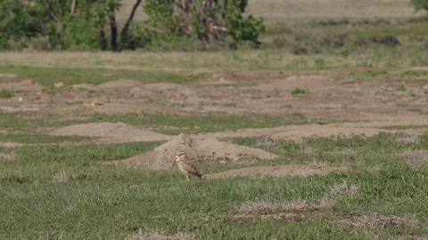 Burrowing owl at burrow takes flight Stock Footage 83600058