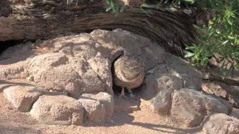 Burrowing owl calling in a desert setting 動画素材 328315168