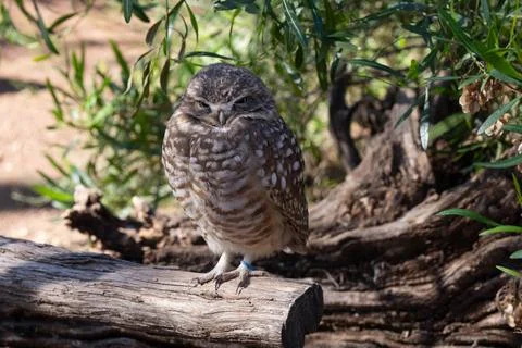 Burrowing owl in captivity gets a close up while perched in the shade on a .. Stock Photos