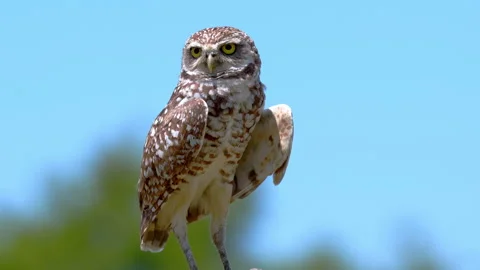 BURROWING OWL COOL OFF Stock-Footage 250381367