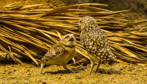 Burrowing owl couple interacting with each other, funny bird behavior, Tropic Stock Photos