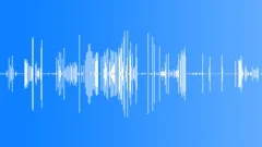 Burrowing Owl CU CallsSound Effect