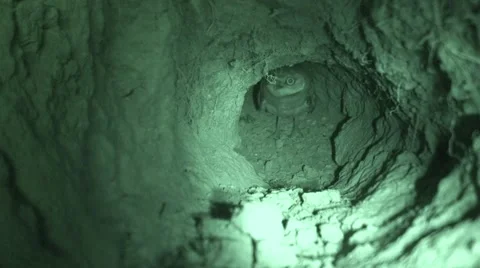 Burrowing Owl Curious Inquisitive Burrow Tunnel Hole Prairie Dog Underground Stock Footage 43066935