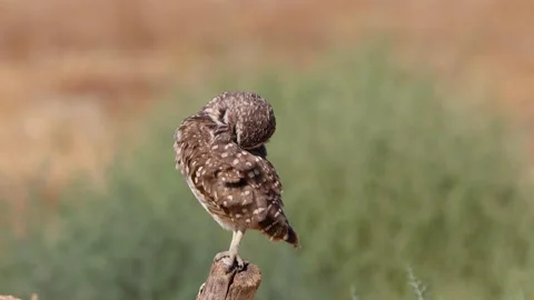 Burrowing Owl in the Desert 動画素材 140953291