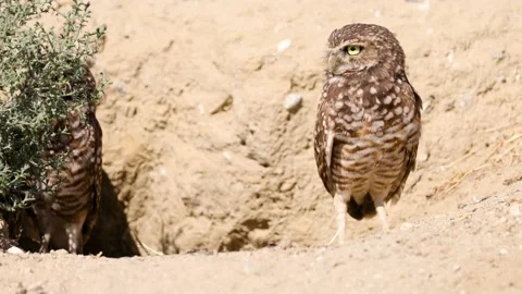 Burrowing Owl in the Desert Vídeo Stock 140953319