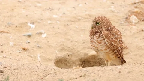 Burrowing Owl in the Desert Stockbeeldmateriaal 219887611
