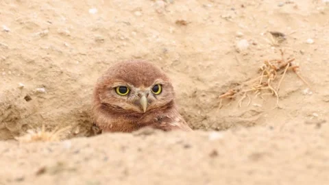 Burrowing Owl in the Desert Vidéo 222268018