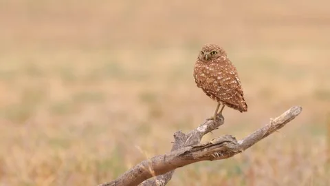 Burrowing Owl in the Desert Stock-Footage 275597315