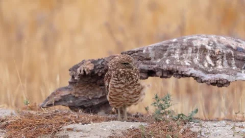 Burrowing Owl in the Desert 스톡 동영상 283690871