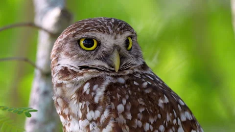 BURROWING OWL DETAIL Stock-Footage 250391357