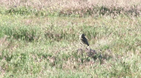 Burrowing Owl in early spring Stock Footage 51070921