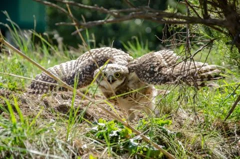Burrowing owl exposed with wings open and mad behind some branches Stock Photos