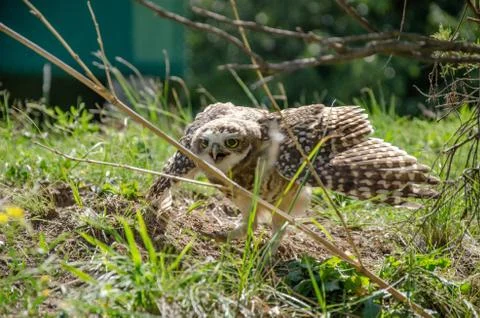 Burrowing owl exposed with wings open and mad behind some branches Stock Photos