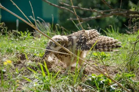 Burrowing owl exposed with wings open and mad behind some branches Stock Photos