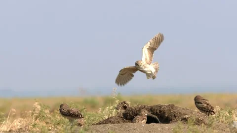Burrowing Owl Feeding Stock-Footage 201920040