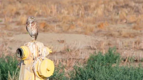 Burrowing Owl on fire hydrant Stock Footage 66598488