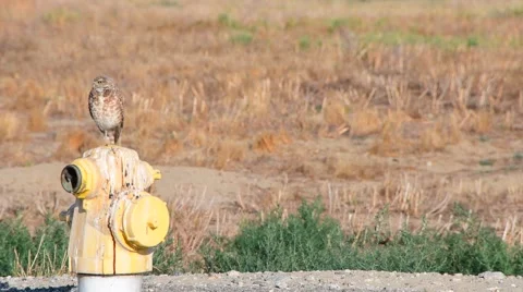 Burrowing Owl on fire hydrant Stock Footage 66599714