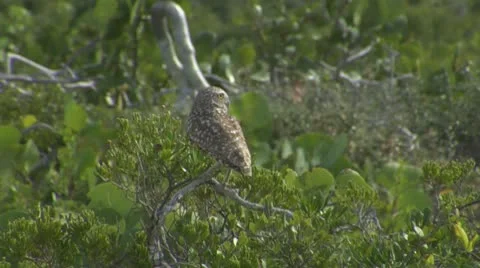 Burrowing owl flies away Stock Footage 10720695