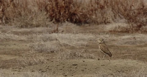 Burrowing owl flies from burrow Stock Footage 81047320