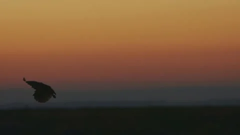 Burrowing Owl in Flight Stock Footage 201960885