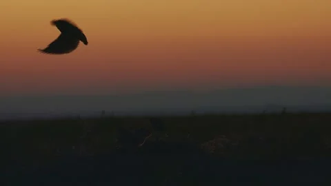 Burrowing Owl in Flight Stock-Footage 201960926