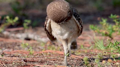 A Burrowing Owl in Florida Stock Footage 158885313