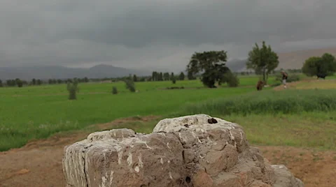 Burrowing Owl Flying to Perch in Wilderness, Slow Motion Video stock 50117385