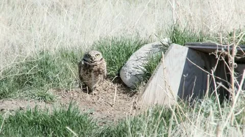 Burrowing Owl Stock Footage 11419790