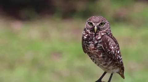 Burrowing Owl Stock Footage 23227345